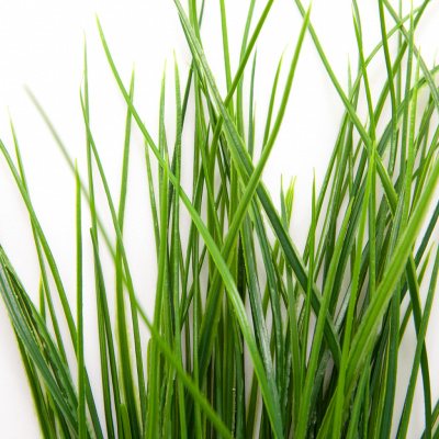 Трава искусственная -4, шт  (осока 50 см/8 см  7 листов)				 - купить в Смоленске. Цена: 130.73 руб.